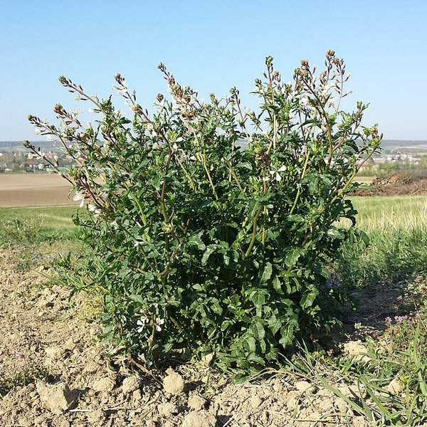 Arugula Rocket Pack