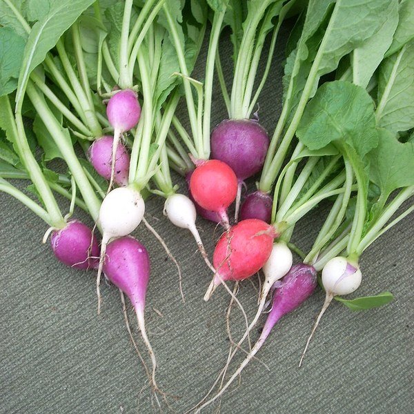 White Radish Bunch