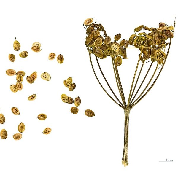 Parsnip Root