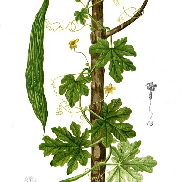 Bitter Gourd Karela