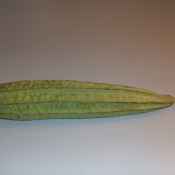 Ridge Gourd Turai