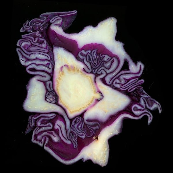 Red Cabbage Round