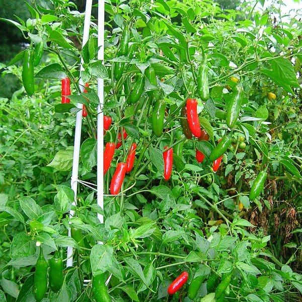 Serrano Green