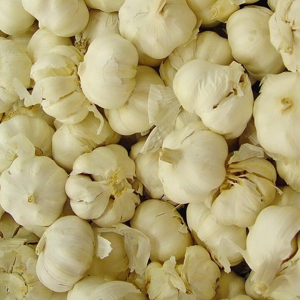 Elephant Garlic Clove