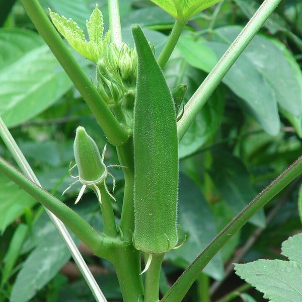 Okra Lady Finger