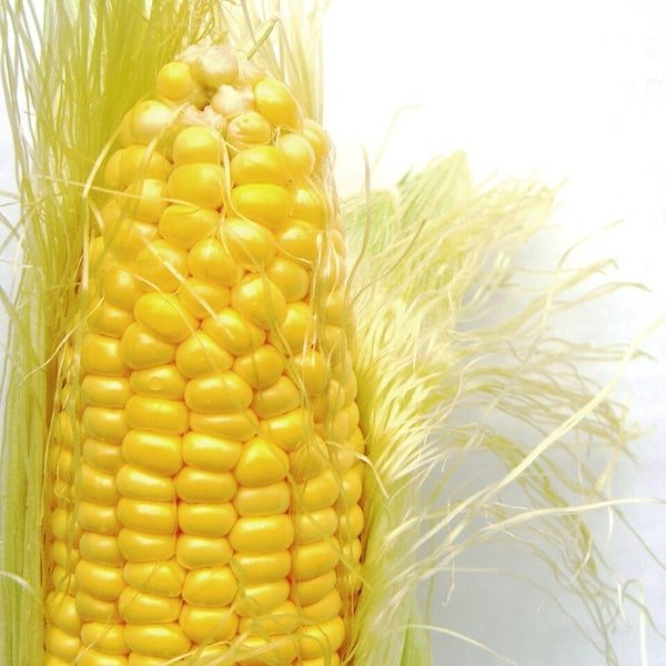 Sweet Corn Cob
