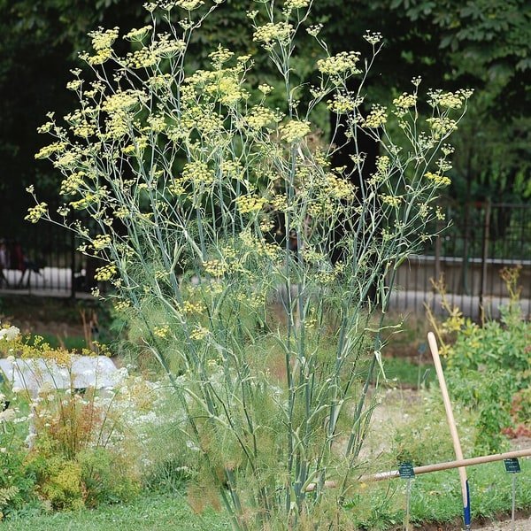 Fennel Bulb Anise